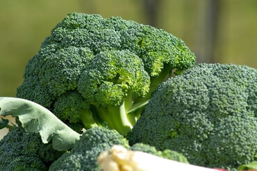 WUMed | ​Brokuł – warzywo  o niezwykłych właściwościach