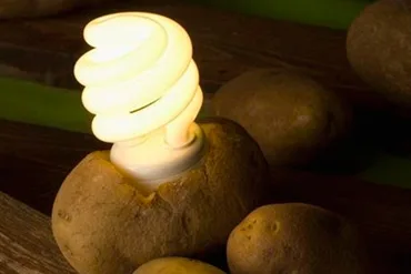 WUMed | Ziemniaki alternatywnym źródłem energii? Jak się okazuje, jest to całkiem możliwe